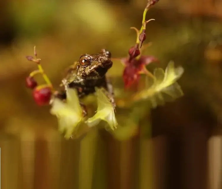 Protecting Biodiversity